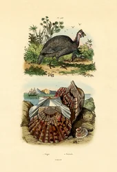 Coquille Saint-Jacques, 1833-39